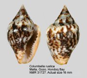 Columbella rustica (7)
